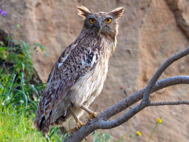 Wings of the Wild - Birds at Katarniaghat Image